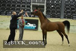 24BUCK_00674 thumbnail