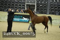 24BUCK_00675 thumbnail