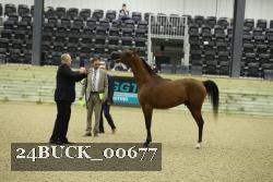 24BUCK_00677 thumbnail
