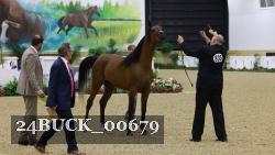 24BUCK_00679 thumbnail
