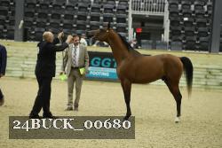 24BUCK_00680 thumbnail