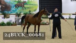 24BUCK_00681 thumbnail