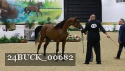 24BUCK_00682 thumbnail