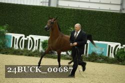 24BUCK_00687 thumbnail