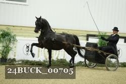 24BUCK_00705 thumbnail