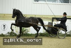 24BUCK_00707 thumbnail