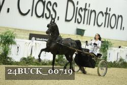 24BUCK_00719 thumbnail