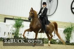 24BUCK_00775 thumbnail