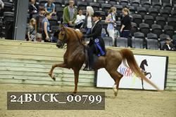 24BUCK_00799 thumbnail