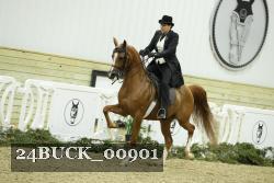 24BUCK_00901 thumbnail
