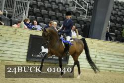 24BUCK_01040 thumbnail