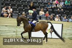 24BUCK_01045 thumbnail