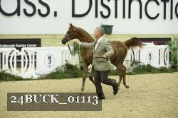 24BUCK_01113 thumbnail
