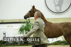 24BUCK_01114 thumbnail