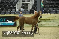 24BUCK_01115 thumbnail