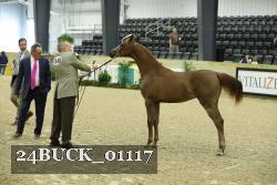 24BUCK_01117 thumbnail