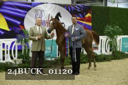 24BUCK_01120 thumbnail