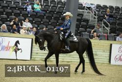 24BUCK_01197 thumbnail