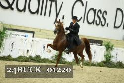 24BUCK_01220 thumbnail