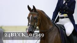 24BUCK_01349 thumbnail