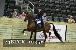 24BUCK_01356 thumbnail