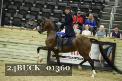 24BUCK_01360 thumbnail