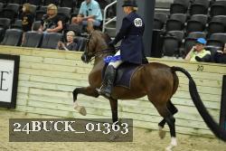 24BUCK_01363 thumbnail