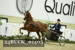 24BUCK_01405 thumbnail
