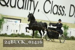 24BUCK_01416 thumbnail