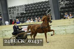 24BUCK_01437 thumbnail