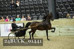 24BUCK_01441 thumbnail