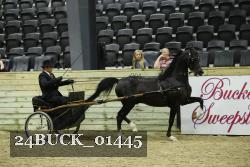 24BUCK_01445 thumbnail