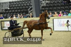 24BUCK_01446 thumbnail