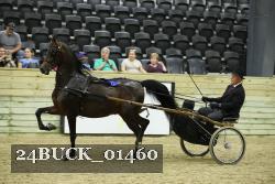 24BUCK_01460 thumbnail