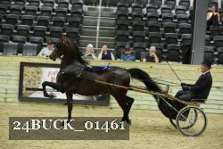 24BUCK_01461 thumbnail