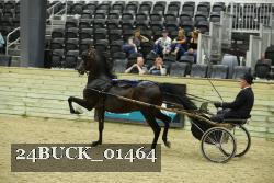 24BUCK_01464 thumbnail