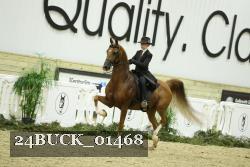 24BUCK_01468 thumbnail