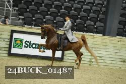 24BUCK_01487 thumbnail