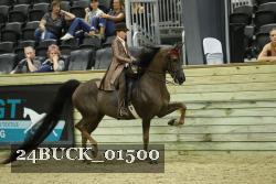 24BUCK_01500 thumbnail