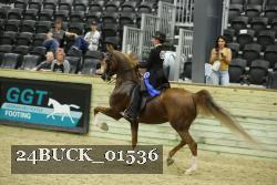 24BUCK_01536 thumbnail