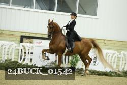 24BUCK_01542 thumbnail