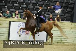 24BUCK_01613 thumbnail