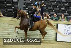 24BUCK_01614 thumbnail