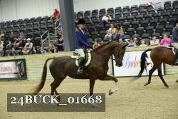 24BUCK_01668 thumbnail