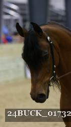 24BUCK_01732 thumbnail