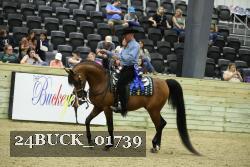 24BUCK_01739 thumbnail