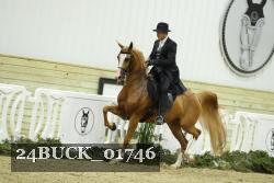 24BUCK_01746 thumbnail