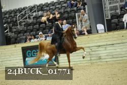 24BUCK_01771 thumbnail