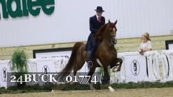24BUCK_01774 thumbnail