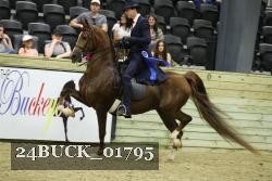 24BUCK_01795 thumbnail